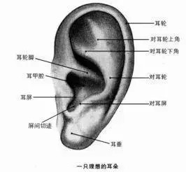 女性耳朵痣相图解 女人耳朵痣相代表的含义
